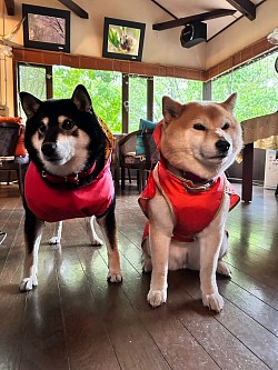 看板犬のクーちゃんとハナちゃんです柴犬