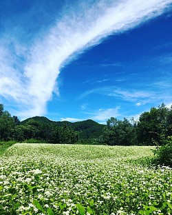 蕎麦畑