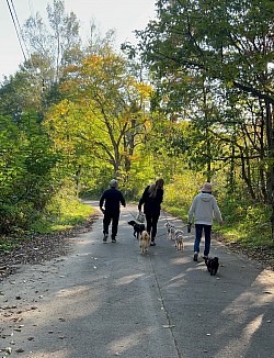 犬と散歩